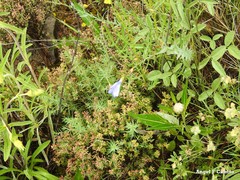 Leuzea conifera