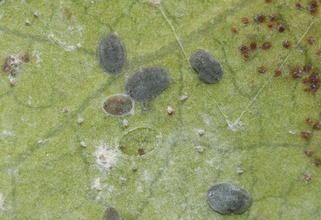 Aleyrodes pruinosus