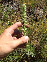 Sairocarpus virga