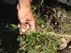 Sairocarpus virga