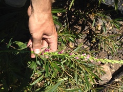 Sairocarpus virga