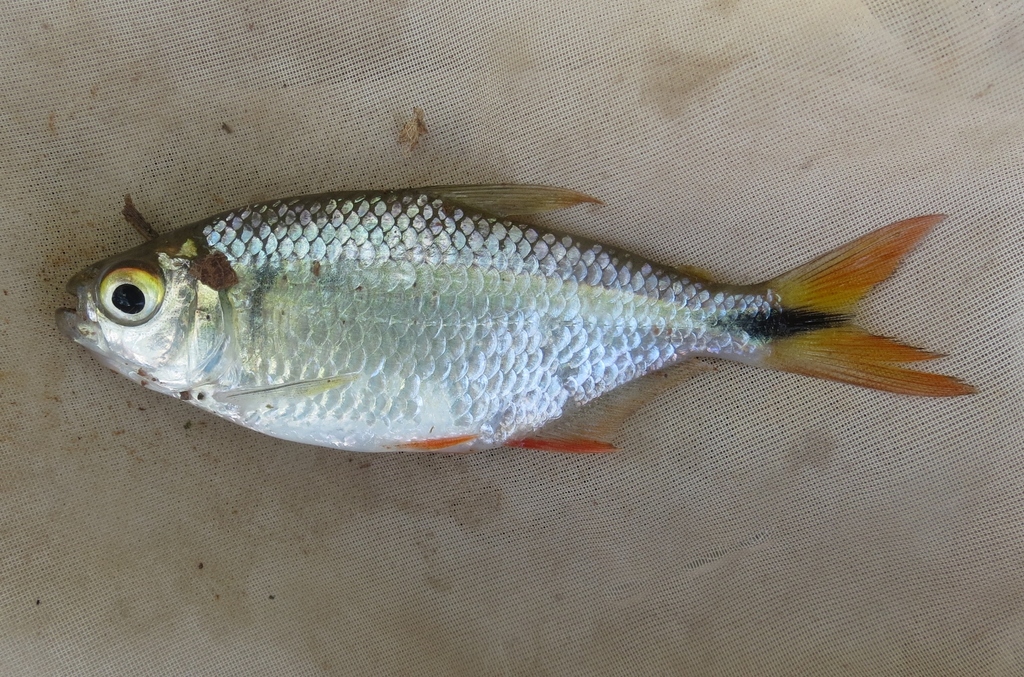 Colcibolca tetra (Astyanax nasutus) — Characidae