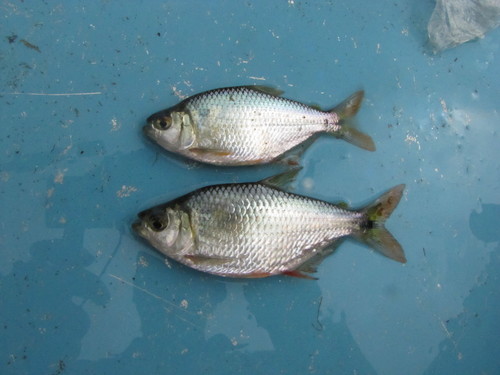Nicaragua tetra (Astyanax nicaraguensis) — Characidae