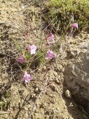 Penstemon laricifolius