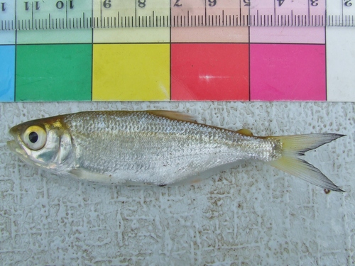 Macabi Tetra