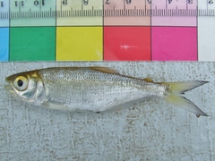 Brycon guatemalensis