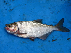 Brycon guatemalensis