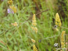 Dactylis glomerata hispanica