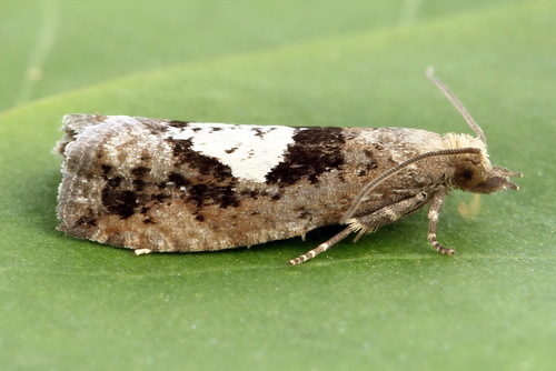Epinotia brunnichana (Linnaeus, 1767)