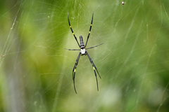 Nephila pilipes