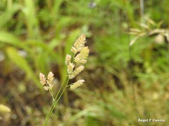 Dactylis glomerata hispanica