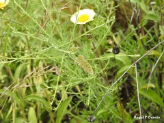 Dactylis glomerata hispanica