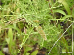 Dactylis glomerata hispanica