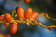 Phoenix reclinata image