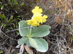 Primula auricula auricula