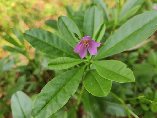 Philippine spinach