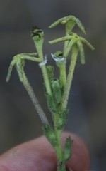 Lyperia
