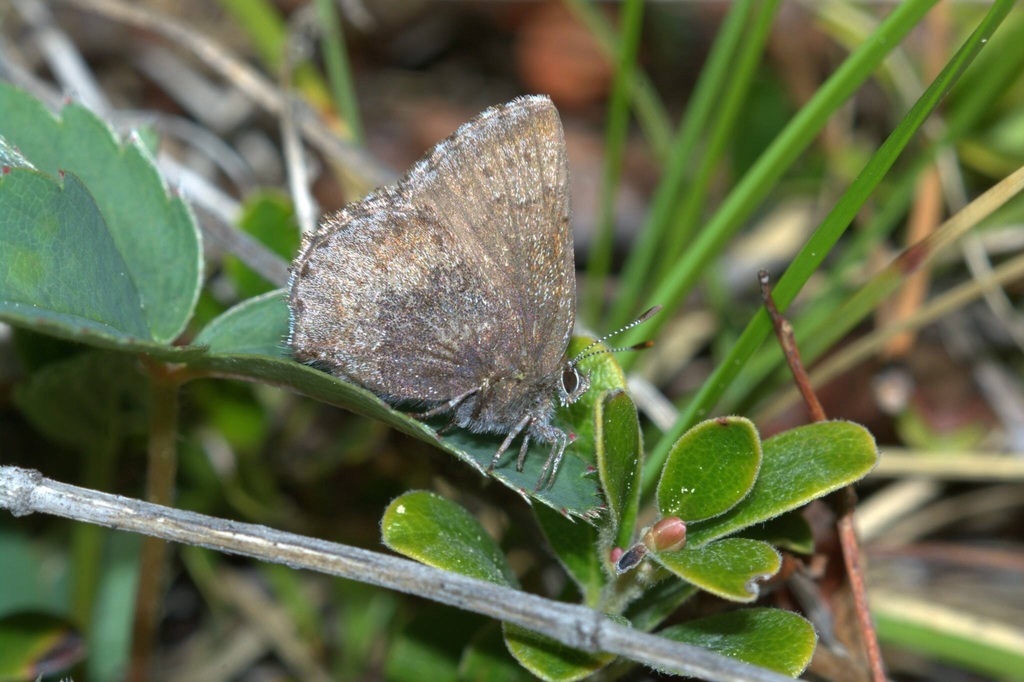 Hoary Elfin