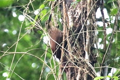 Xiphocolaptes albicollis