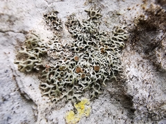 Speerschneidera euploca