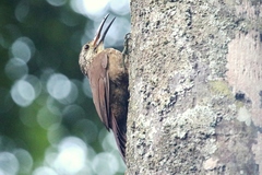 Xiphocolaptes albicollis