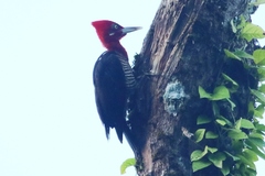 Campephilus robustus