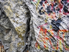 Speerschneidera euploca