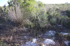 Thamnochortus fruticosus