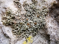 Speerschneidera euploca