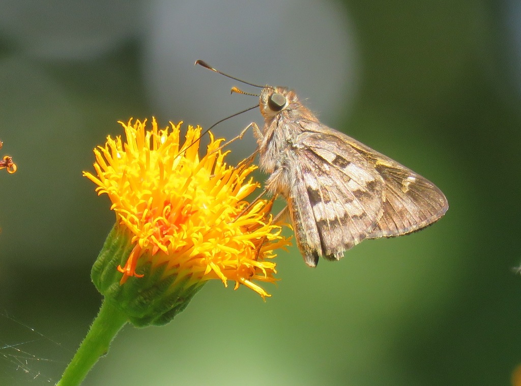 Costa Rican Skipper