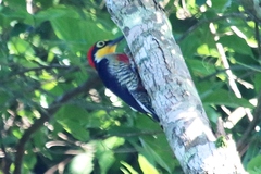 Melanerpes flavifrons