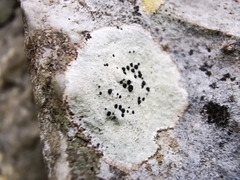 Buellia trachyspora
