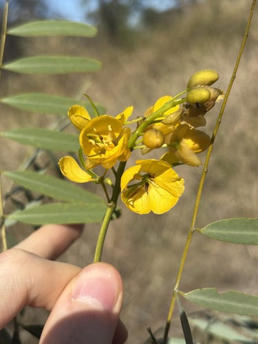 Fire bush (Senna pleurocarpa)