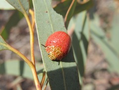 Paropsis wilsoni
