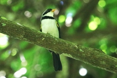 Arremon flavirostris