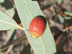 Paropsis wilsoni