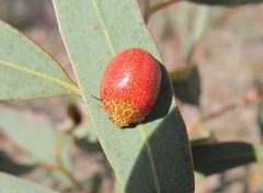 Paropsis wilsoni