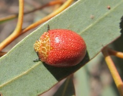 Paropsis wilsoni