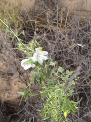 Epixiphium wislizeni