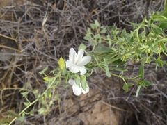 Epixiphium wislizeni