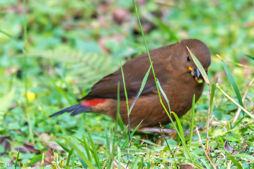 Oreostruthus fuliginosus observed 2019-07-15