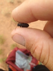 Cicindela nigrocoerulea