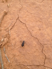 Cicindela nigrocoerulea