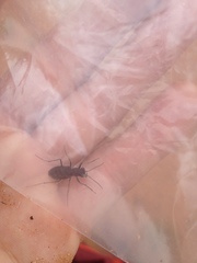 Cicindela nigrocoerulea