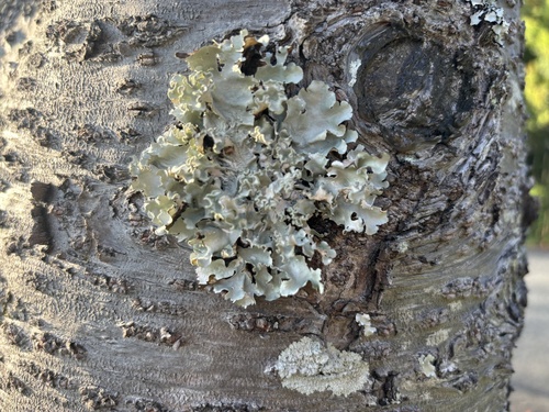 Parmotrema austrosinense