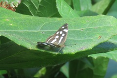 Dynamine postverta mexicana