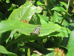 Dynamine postverta mexicana