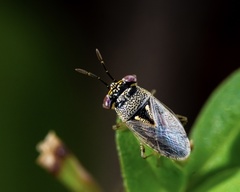 Geocoris punctipes