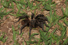 Acanthoscurria