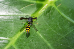 Phimenes flavopictus blanchardi